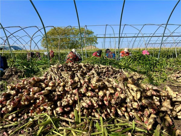 河南股指配资 濉溪县韩村镇：特色农业种出美好“姜”来